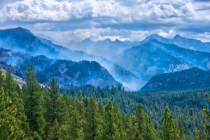A forest with a mountain range in the background